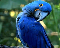 avatar birdhousetales