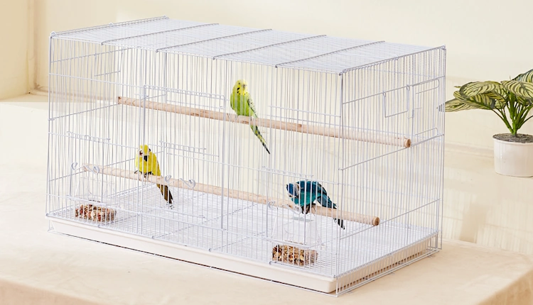 Best Cage For 2 Budgies