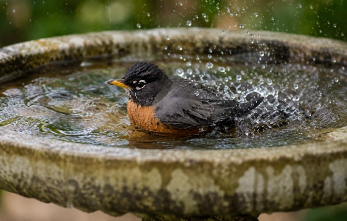 Why Do Birds Bathe in Water
